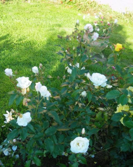 Jardin